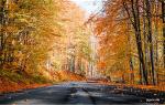 fall-3