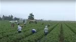 farm
