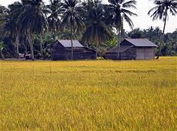 a-rice-paddy-field-ruong-lua-gao