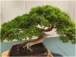 bonsai
