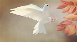 white-bird