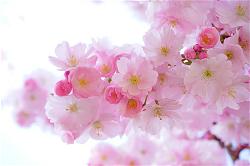 cherry-flower