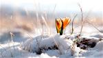 early-spring-season