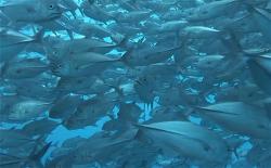 a-fish-in-ocean