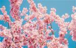 flower-a