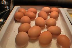b-eggs-company-russia-copy-resized