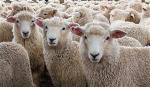 sheep
