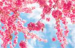 flower-b