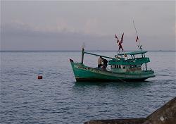 chim-tau-ca-vn-wikipedia