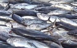 a-tuna-fish-ca-ngu