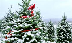 xmas-tree