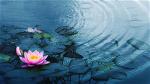 lotus-istock-1982482150