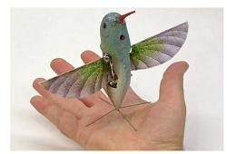 chim-hummingbird