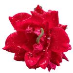 fleur