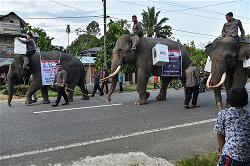 afp-indonesia-elephant-polling