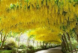 hoa-lan-phuc-sinh