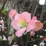 hinh-hoa-dao-mau-pink