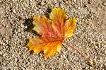 autumn-leave