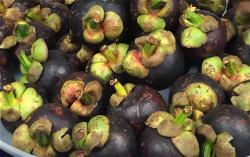 a-mang-cut-mangosteen