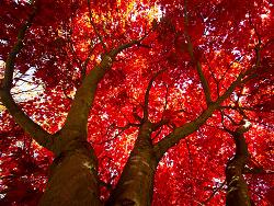 maple-tree