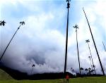 pic-1-sn-cay-co-sap-cao-200-feet