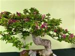 bonsai