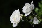 white-rose