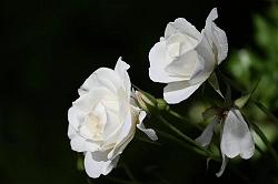 white-rose