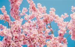 flower-a