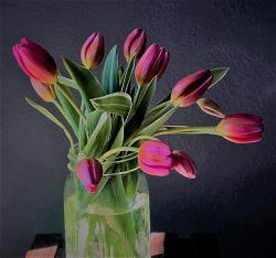 tulips
