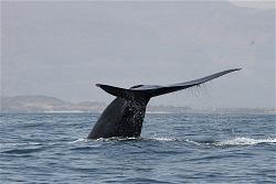 whale