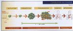 cac-thuc-pham-phong-chong-ung-thu-01