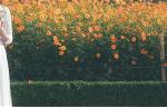 lady-woman-flower