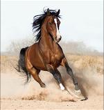horse