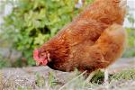 hen