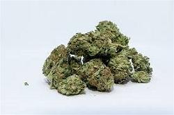 can-sa