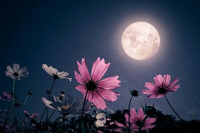 iStock-1465441739