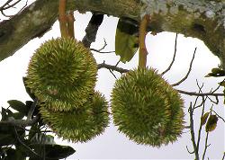 sau-rieng