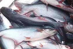 a-ca-tra-basa-pangasius-fish