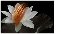 nguyencau