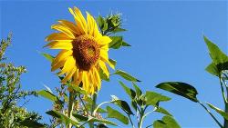 blue-and-yellow