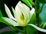 hoa-ngoc-lan