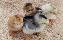 baby-chick