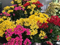 z-flower-red-yellow