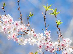 flowe-c