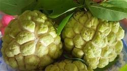 mang-cau-dai