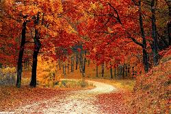 z-la-mua-thu-autumn-leaves
