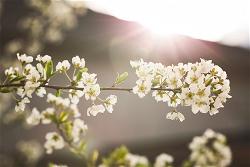 spring-blossom-2021-08-26-15-36-37-utc