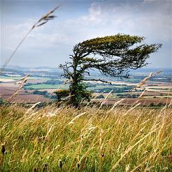 wind