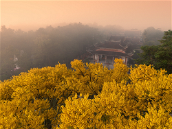 phuong-vang-o-tu-vien-bat-nha